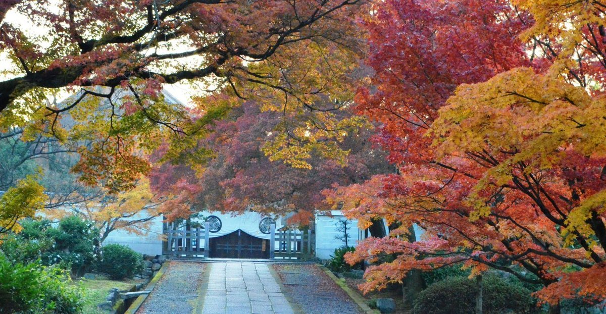 養源院参道の紅葉　見頃　2017年11月27日　撮影：MKタクシー