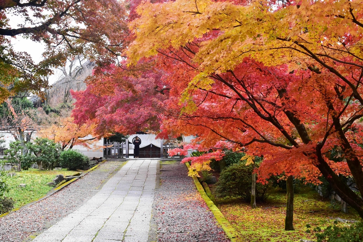 養源院参道の紅葉　見頃　2018年11月30日　撮影：MKタクシー