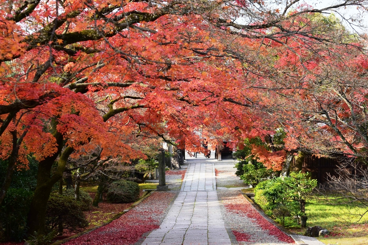 養源院参道の紅葉 散りはじめ 2019年12月14日 撮影:MKタクシー