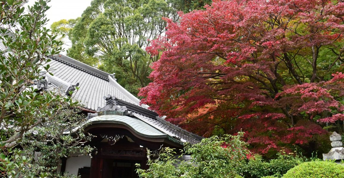 栄摂院南庭の紅葉 見頃 2018年11月14日 撮影:MKタクシー