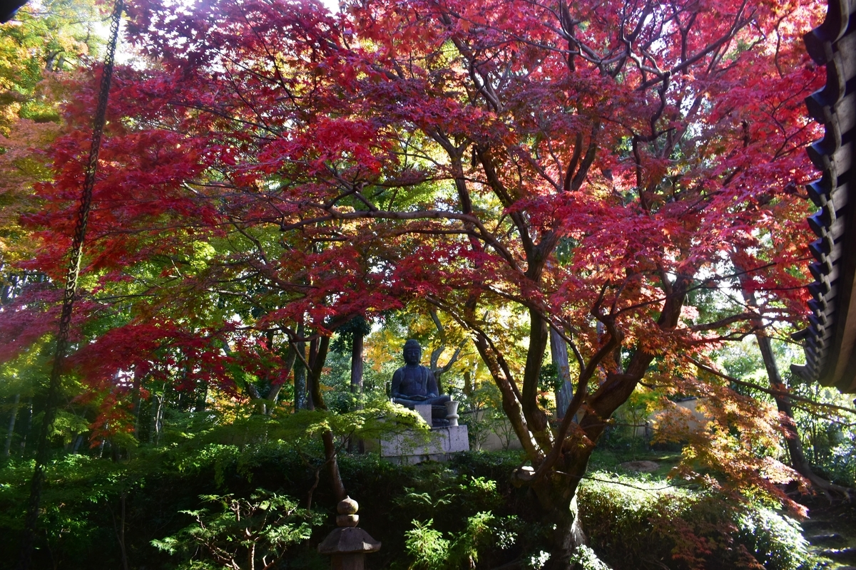 栄摂院南庭の紅葉 見頃 2019年11月20日 撮影:MKタクシー