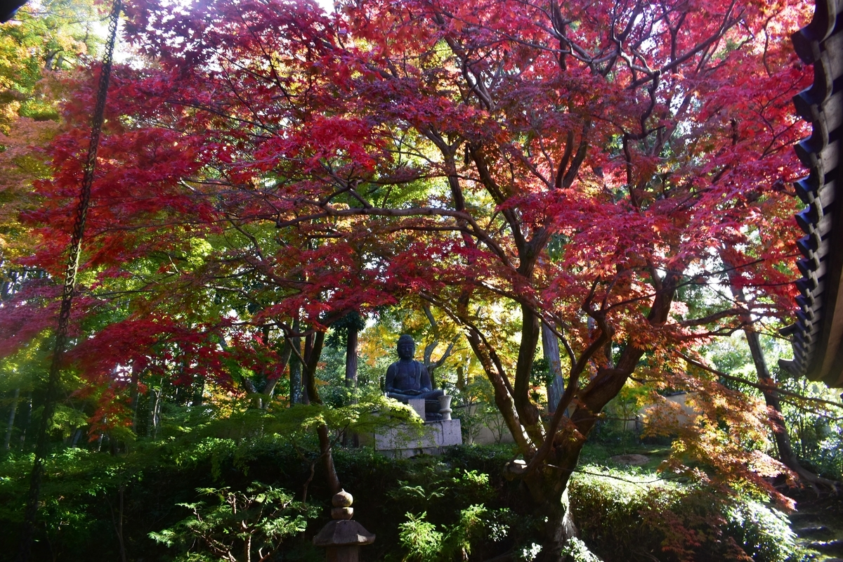 栄摂院南庭の紅葉　見頃　2019年11月20日　撮影：MKタクシー