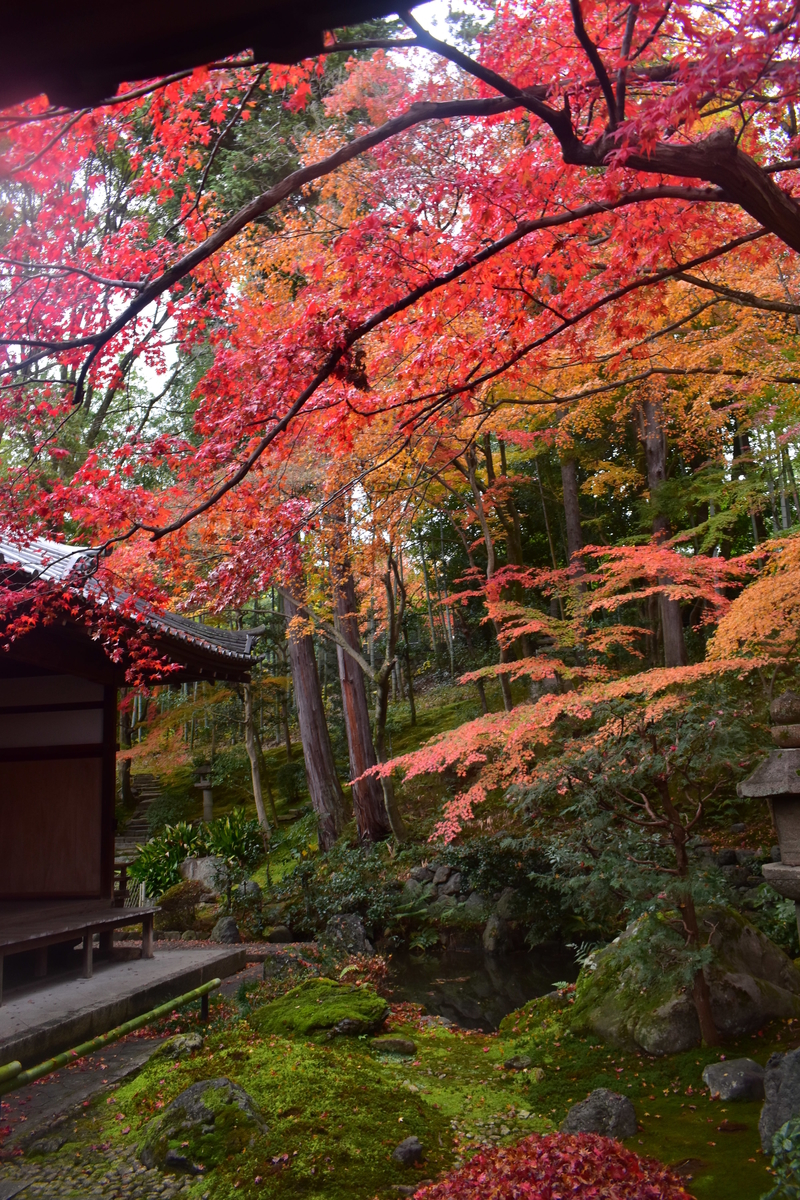 栄摂院南庭の紅葉　見頃　2019年11月30日　撮影：MKタクシー