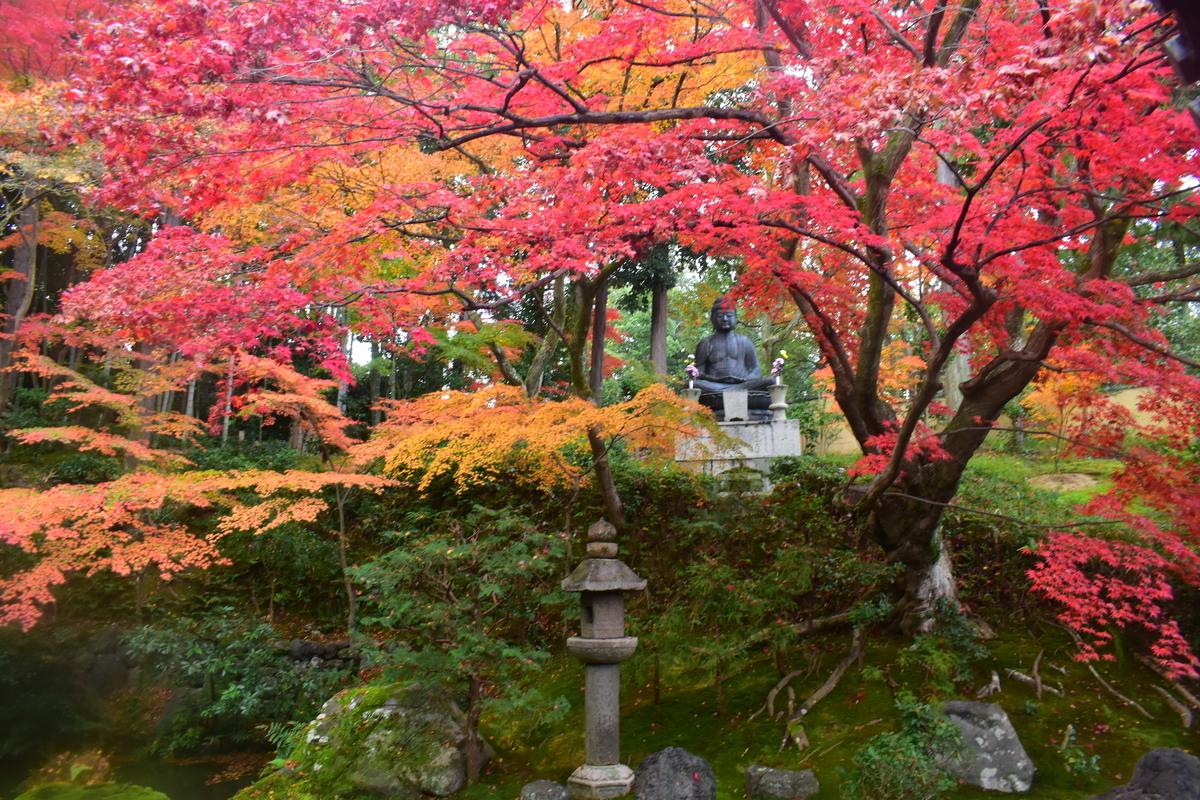 栄摂院南庭の紅葉　見頃　2019年11月30日　撮影：MKタクシー