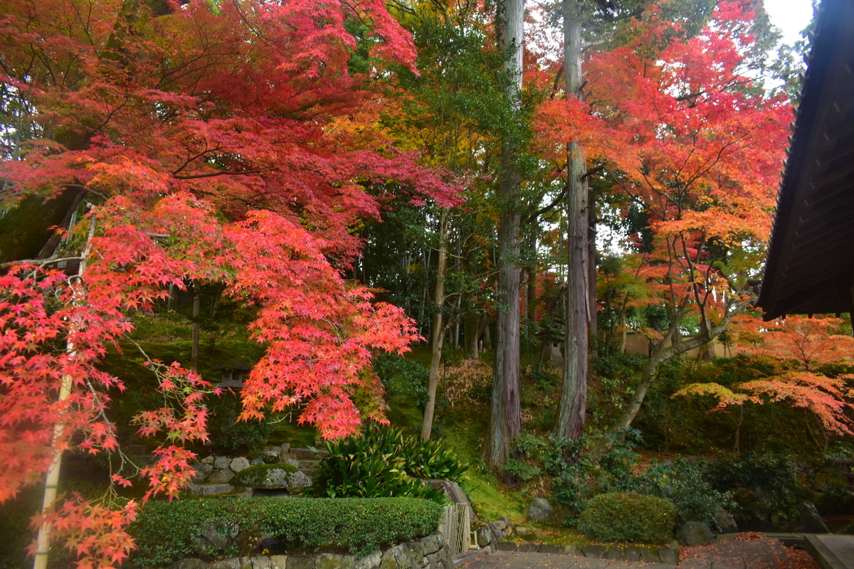 栄摂院南庭の紅葉 見頃 2019年11月30日 撮影:MKタクシー