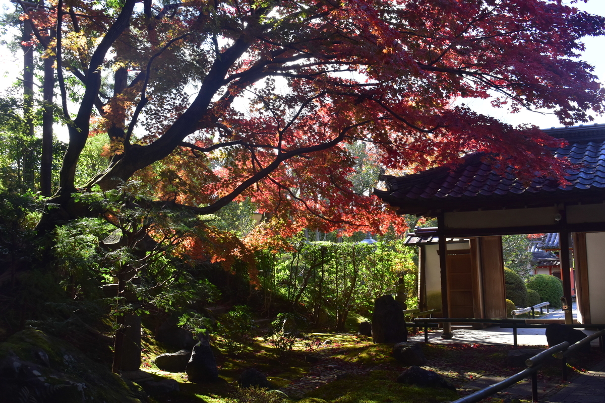 栄摂院東庭の紅葉　見頃　2019年11月20日　撮影：MKタクシー