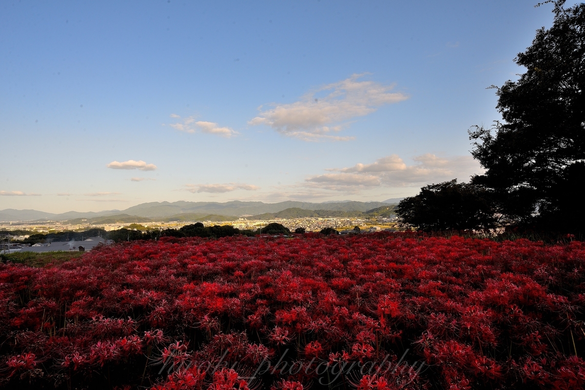 九品寺 彼岸花 散りはじめ 2020年10月26日 撮影:MKタクシー