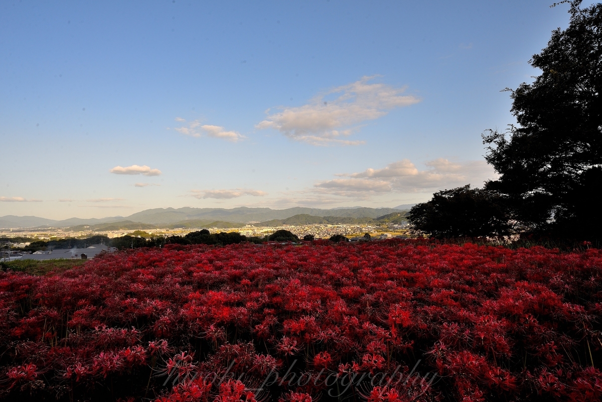 九品寺　彼岸花　散りはじめ　2020年10月26日　撮影：MKタクシー