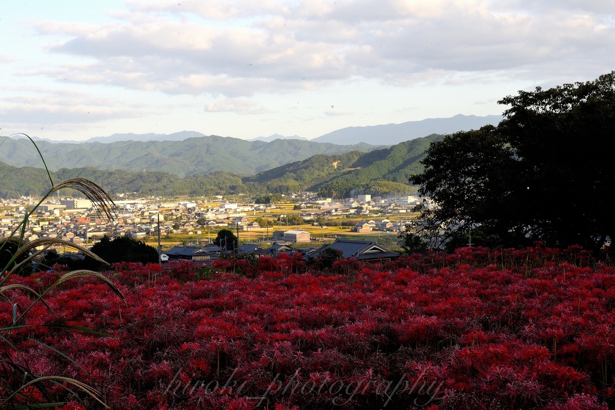 九品寺　彼岸花　散りはじめ　2020年10月6日　撮影：MKタクシー