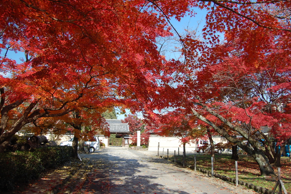 神光院の紅葉　見頃　2007年12月1日　撮影：MKタクシー