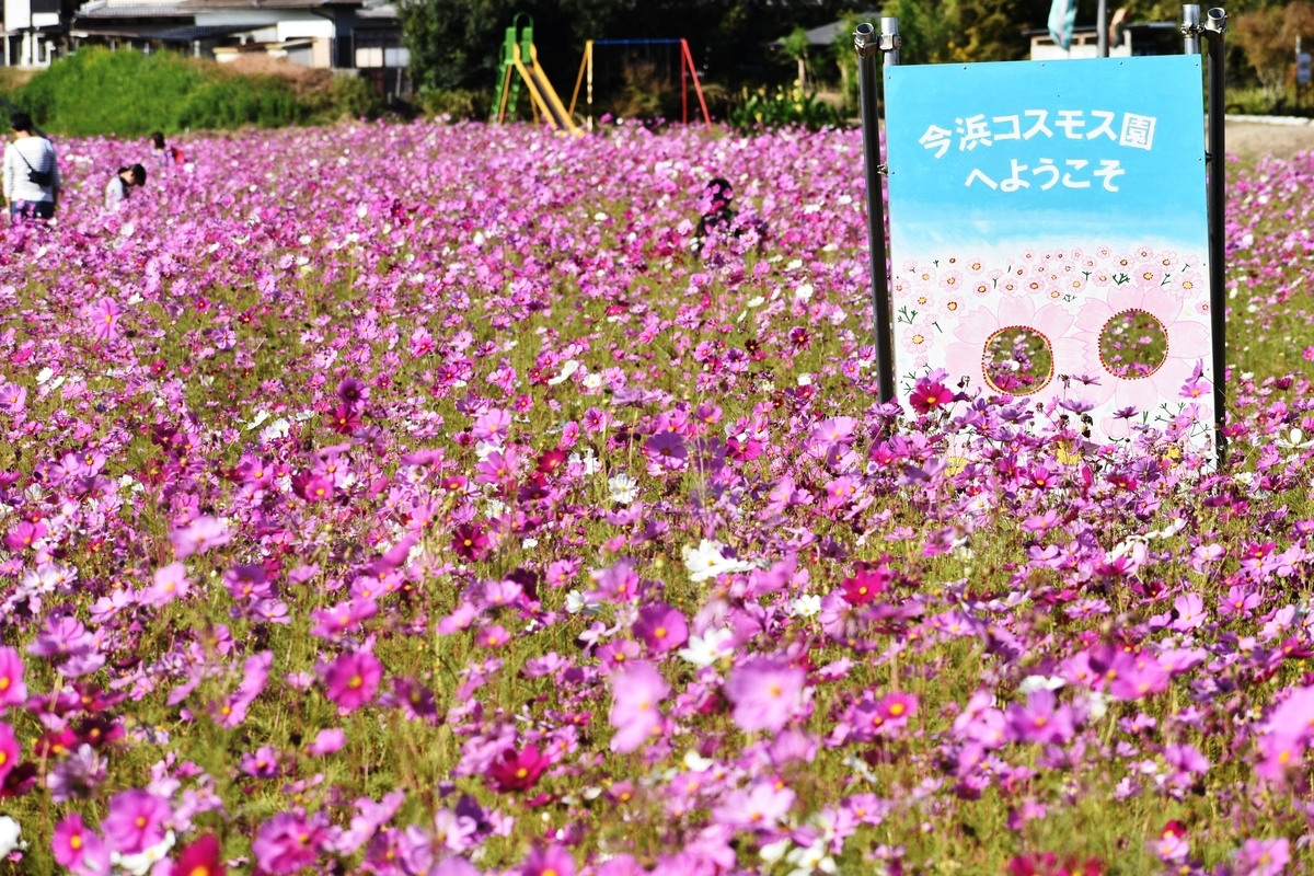 今浜コスモス園　見頃　2018年10月21日　撮影：MKタクシー