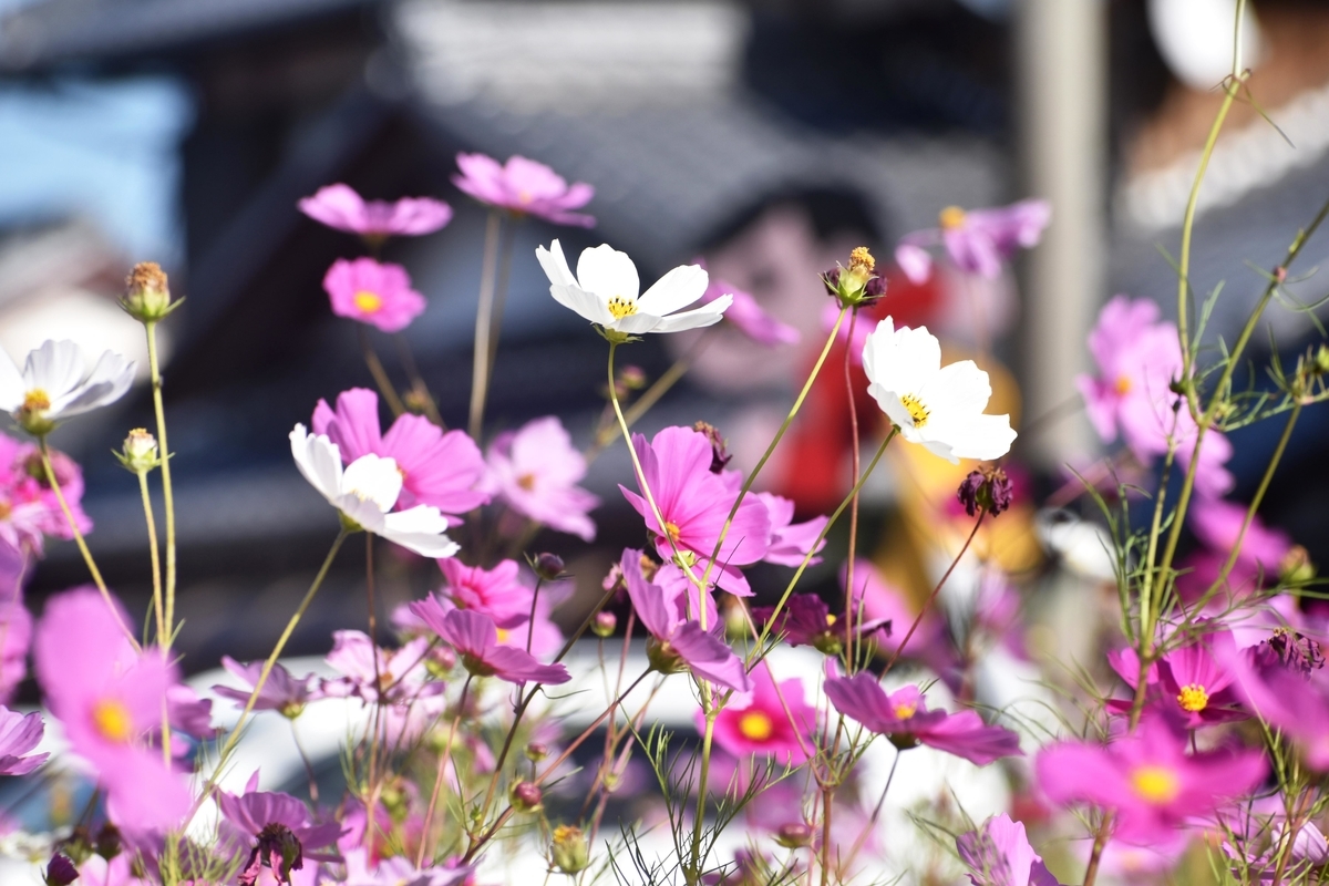 今浜コスモス園　見頃　2018年10月21日　撮影：MKタクシー