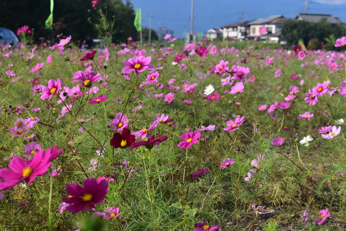 今浜コスモス園　見頃過ぎ　2019年10月27日　撮影：MKタクシー