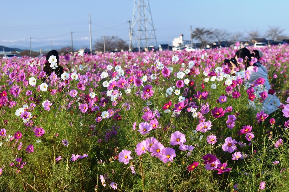 野田町コスモス園　見頃　2018年10月21日　撮影：MKタクシー