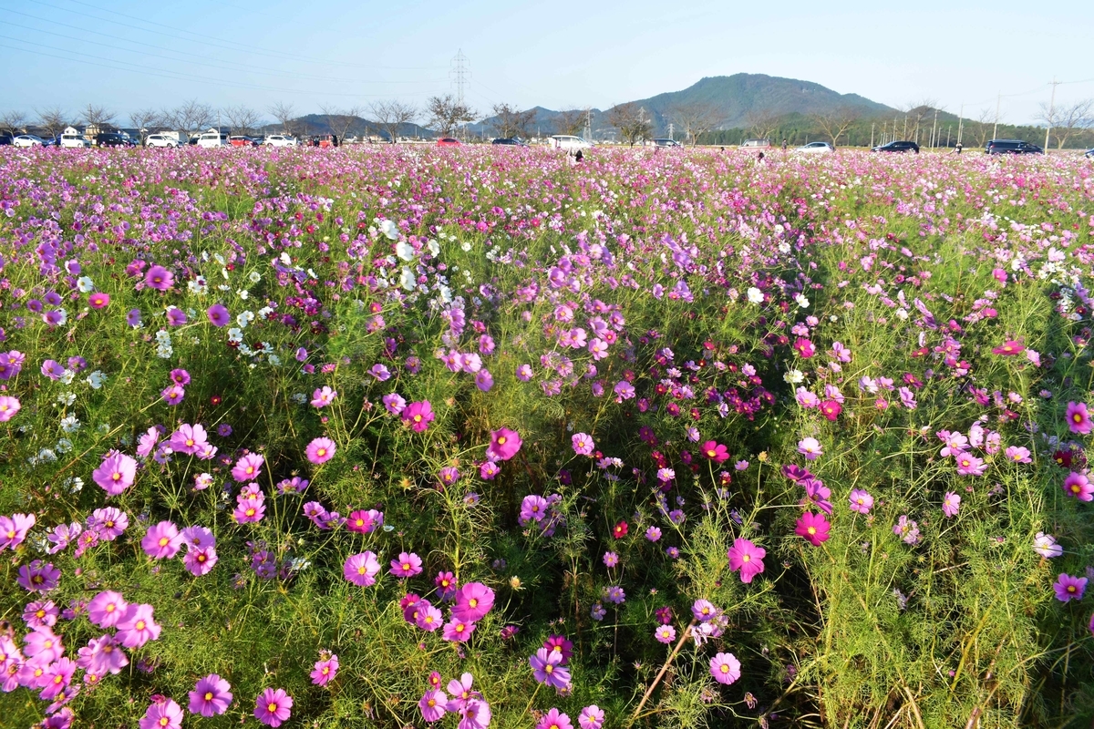 野田町コスモス園　見頃　2018年10月21日　撮影：MKタクシー