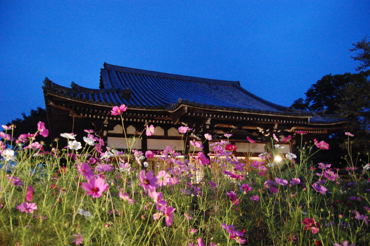 般若寺 コスモス花あかり 2007年10月13日 撮影:MKタクシー