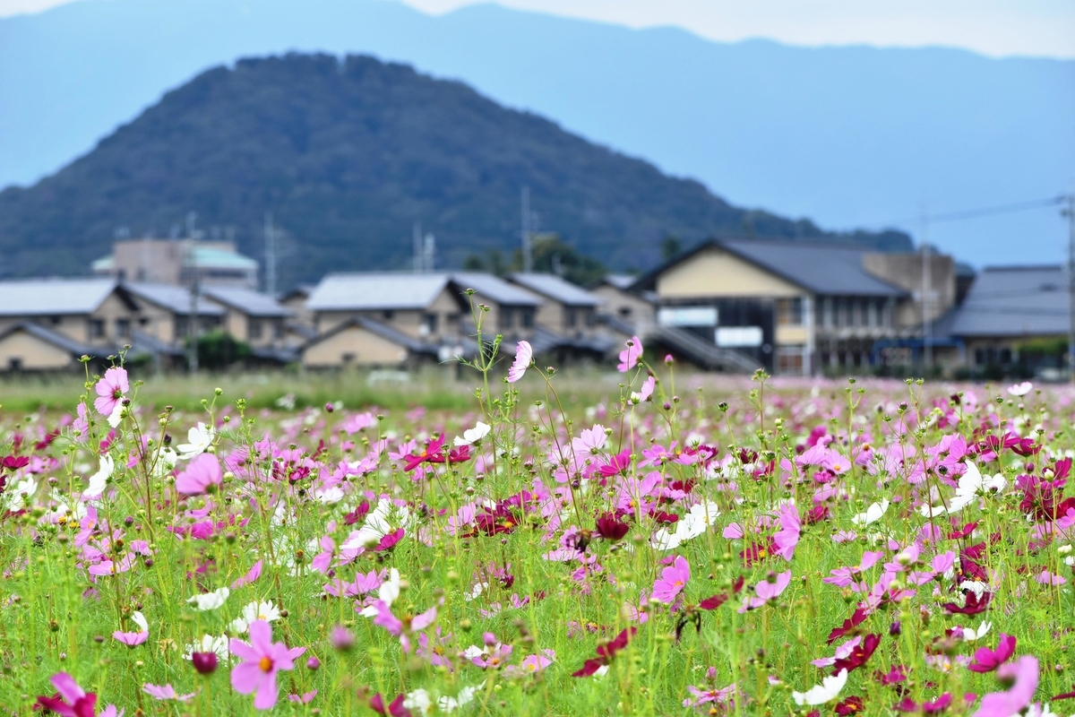 藤原宮跡　コスモス　見頃　2019年10月5日　撮影：MKタクシー