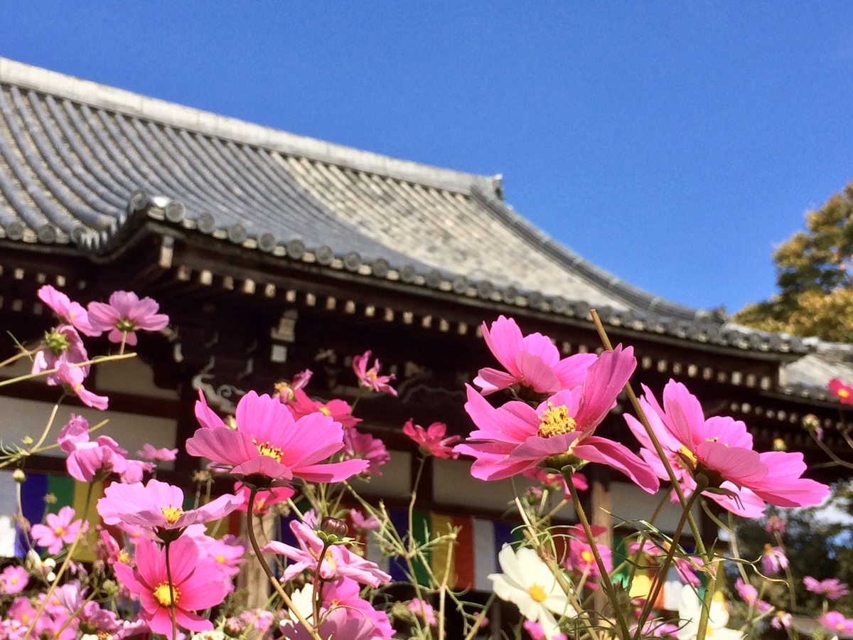 般若寺 コスモス 見頃 2018年11月5日 撮影:MKタクシー