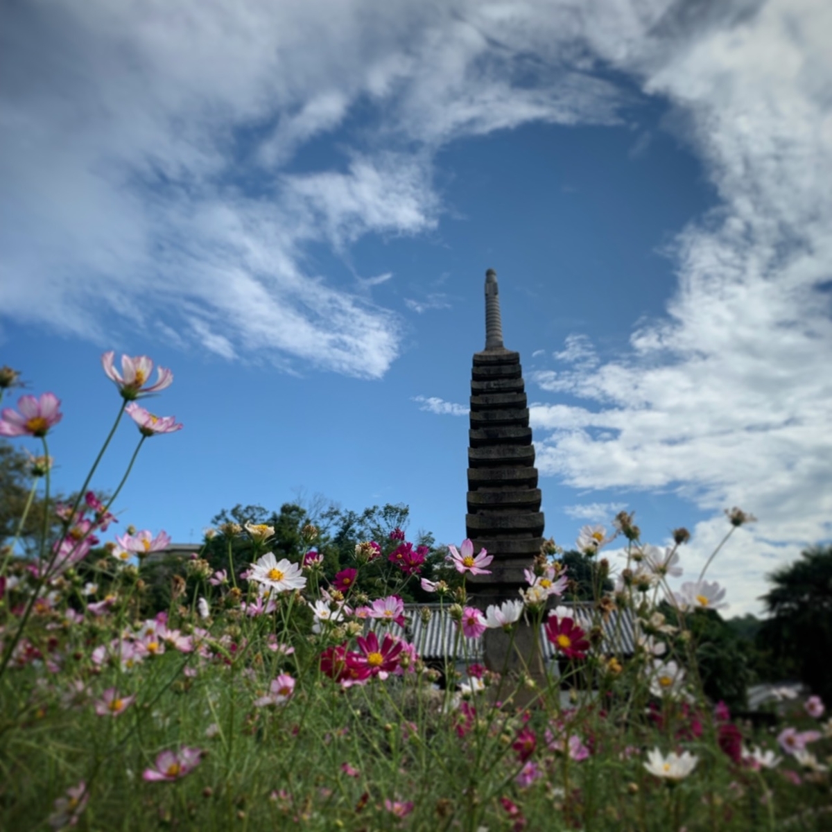 般若寺 コスモス 見頃 2019年10月3日 撮影:MKタクシー