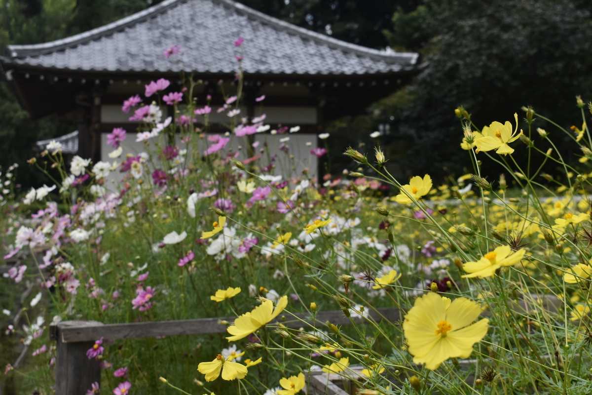 安倍文珠院　コスモス　見頃　2019年10月5日　撮影：MKタクシー