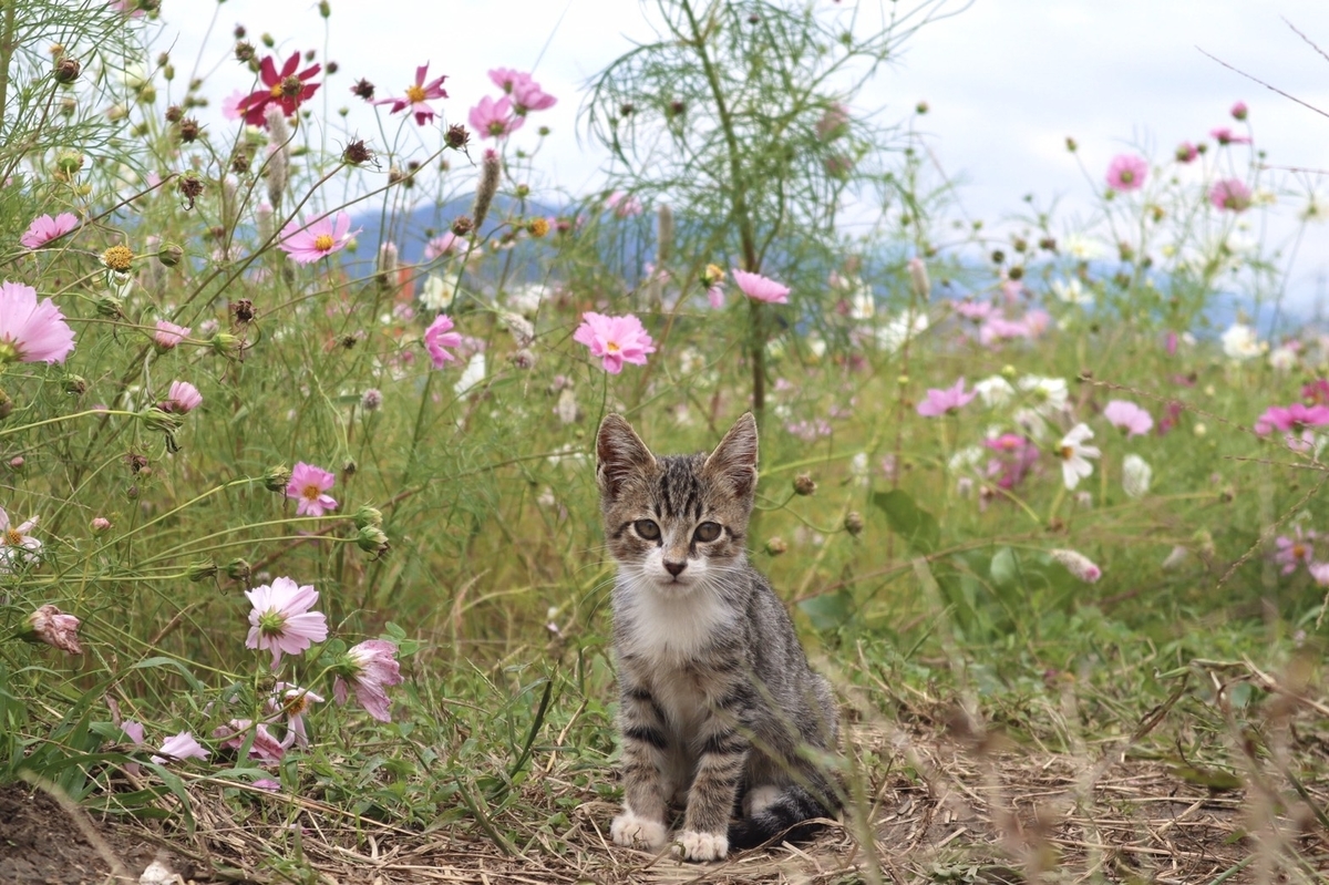 藤原宮跡　コスモスと子猫　見頃　2019年10月22日　撮影：MKタクシー