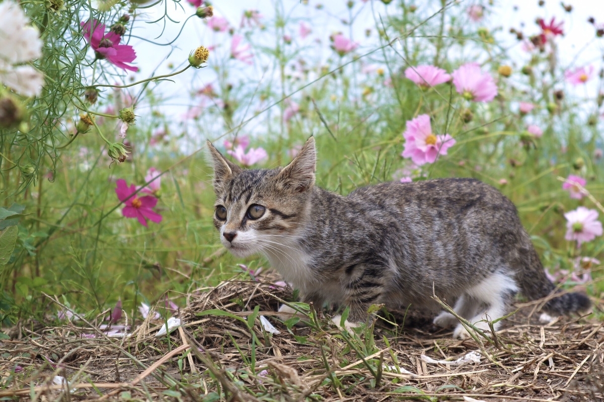 藤原宮跡　コスモスと子猫　見頃　2019年10月22日　撮影：MKタクシー