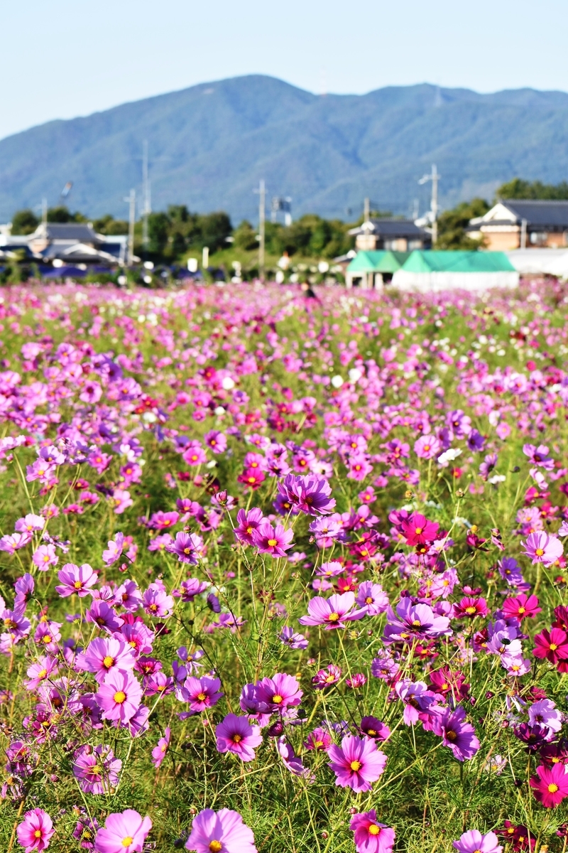 亀岡夢コスモス園 見頃 2020年10月20日 撮影:MKタクシー