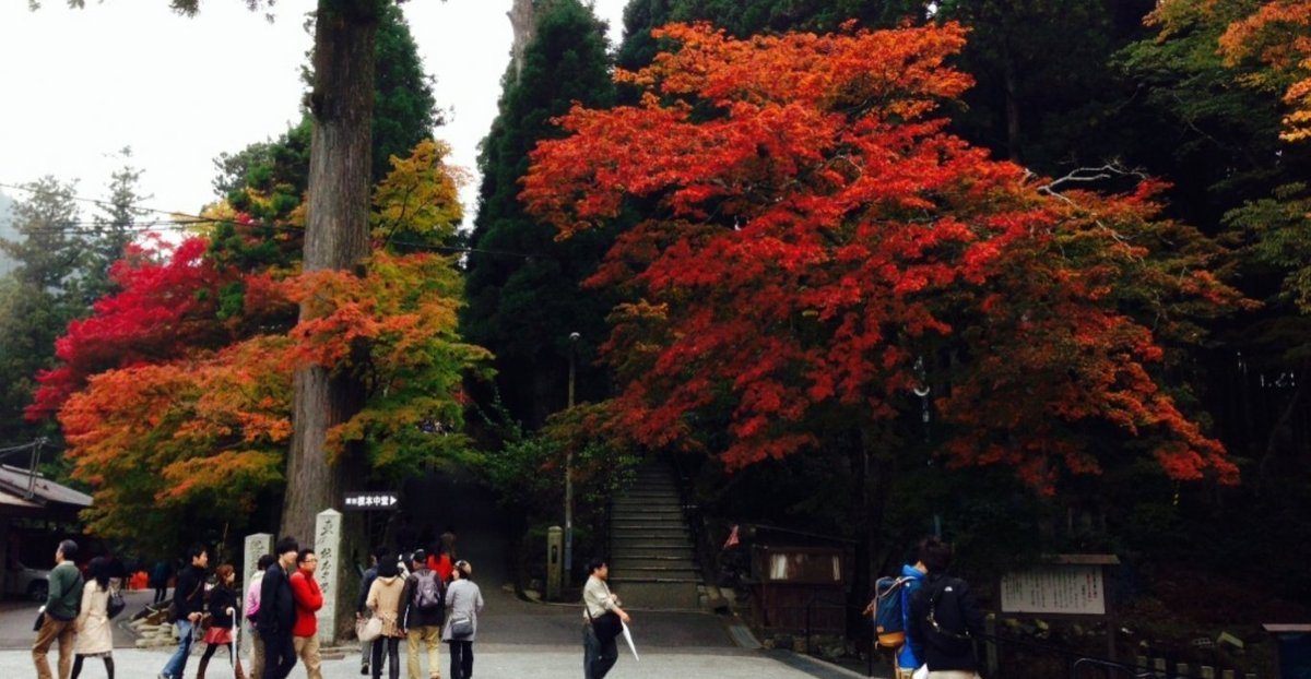 根本中堂前の紅葉 見頃 2013年11月3日 撮影:MKタクシー