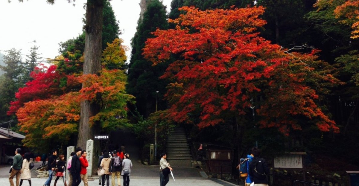 根本中堂前の紅葉　見頃　2013年11月3日　撮影：MKタクシー