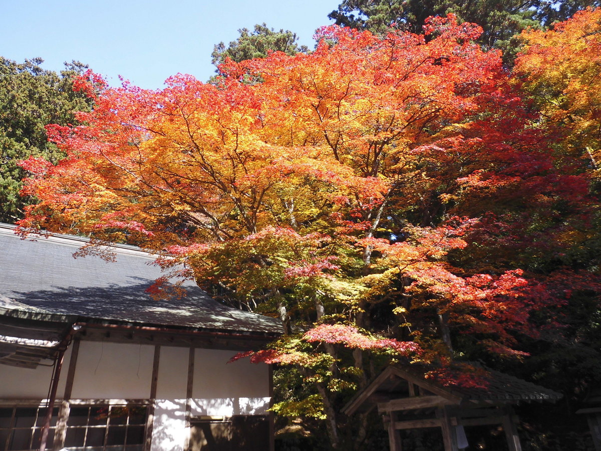 元山大師堂(横川)の紅葉 見頃 2016年11月12日 撮影:MKタクシー