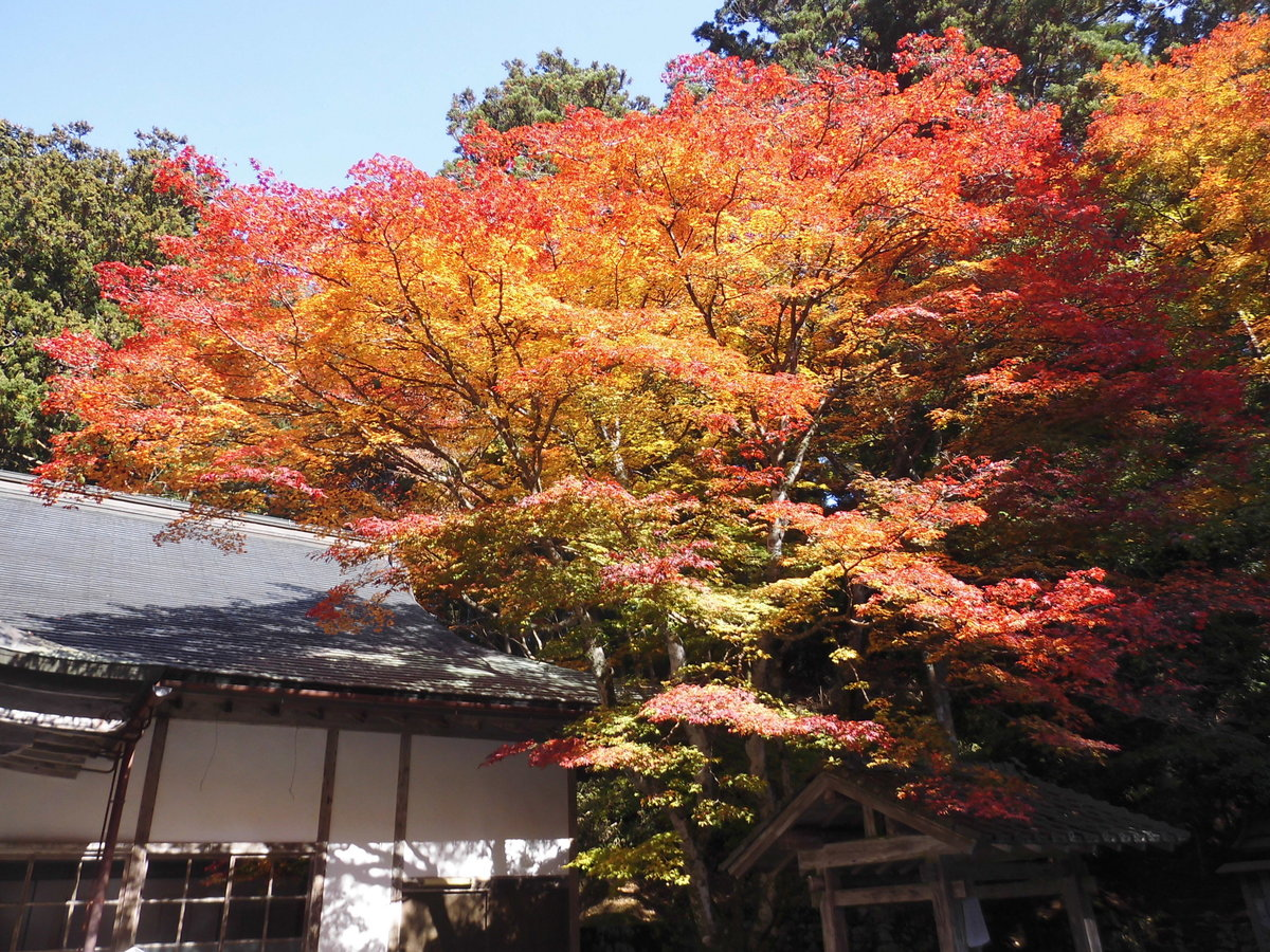 元山大師堂（横川）の紅葉　見頃　2016年11月12日　撮影：MKタクシー