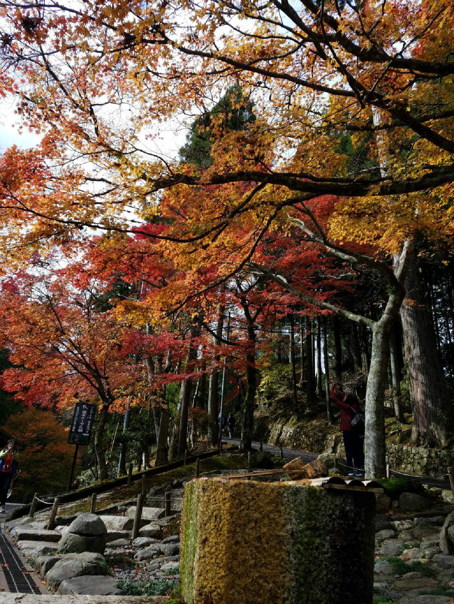 東塔の紅葉　見頃　2017年11月12日　撮影：MKタクシー