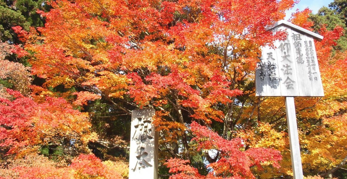 根本中堂前の紅葉 見頃 2016年11月12日 撮影:MKタクシー