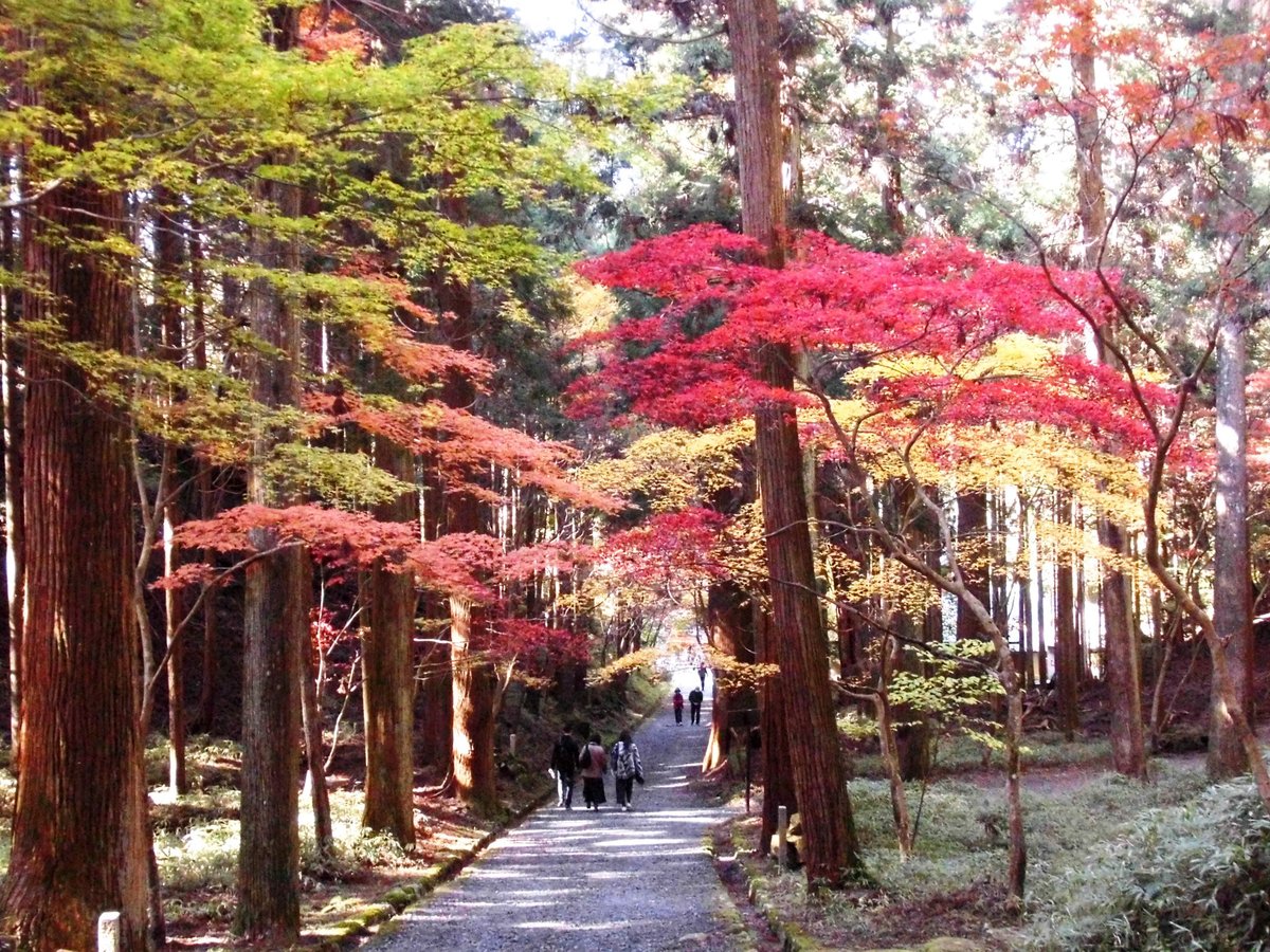 横川の紅葉　見頃　2016年11月12日　撮影：MKタクシー