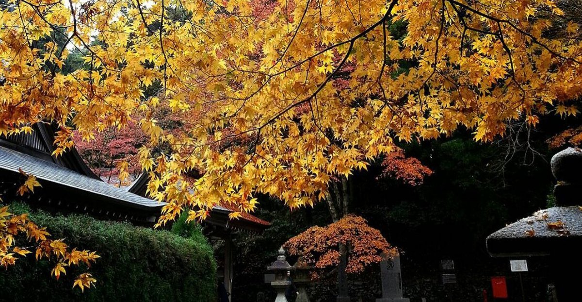 元三大師堂（横川）の紅葉　見頃　2016年11月19日　撮影：MKタクシー