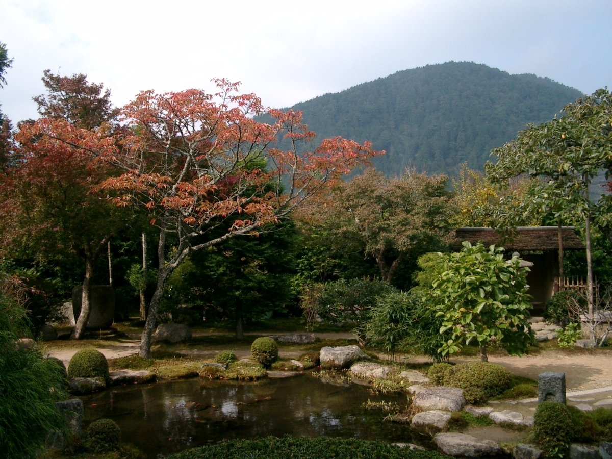 実光院・契心園の紅葉 色づきはじめ 2005年11月4日 撮影:MKタクシー
