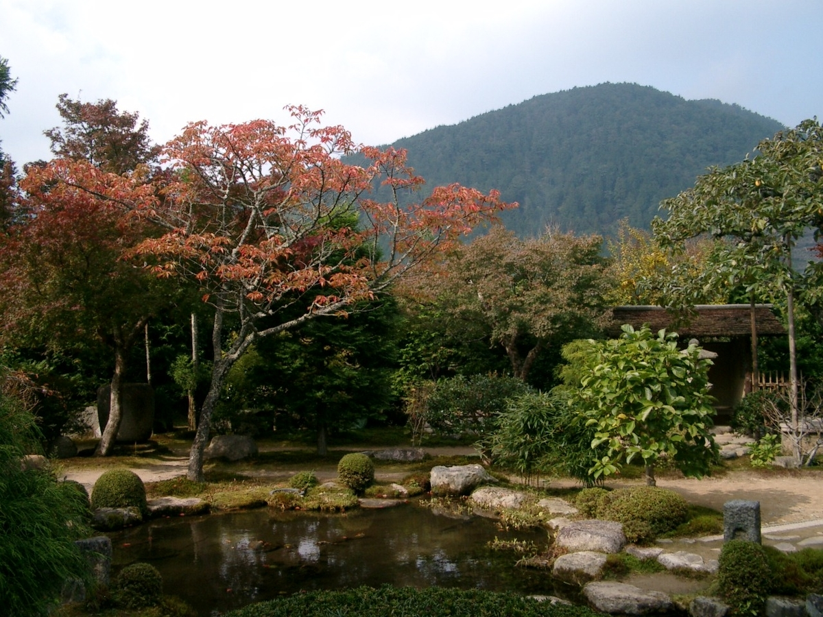 実光院・契心園の紅葉　色づきはじめ　2005年11月4日　撮影：MKタクシー