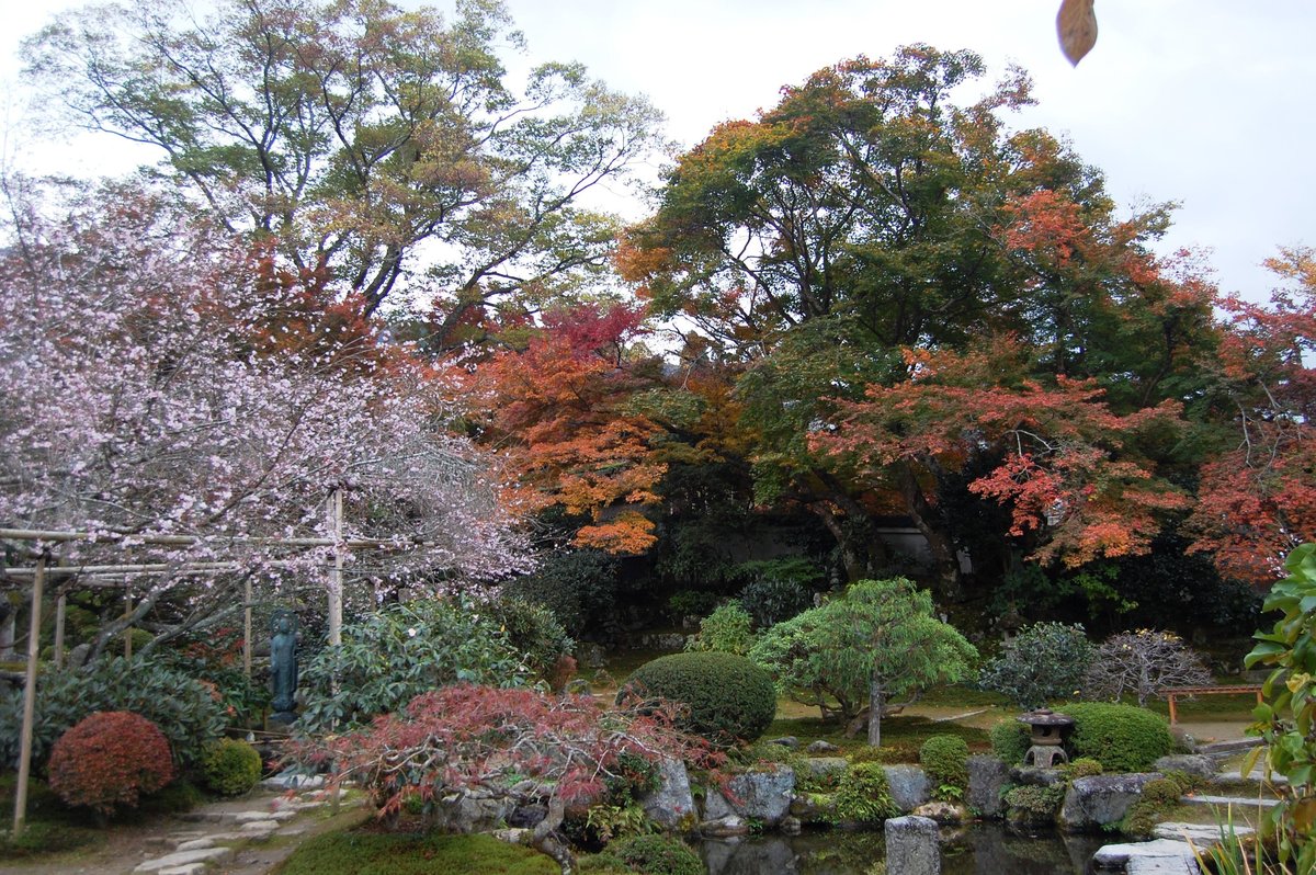 実光院・旧理覚院の不断桜と紅葉　見頃　2007年11月18日　撮影：MKタクシー