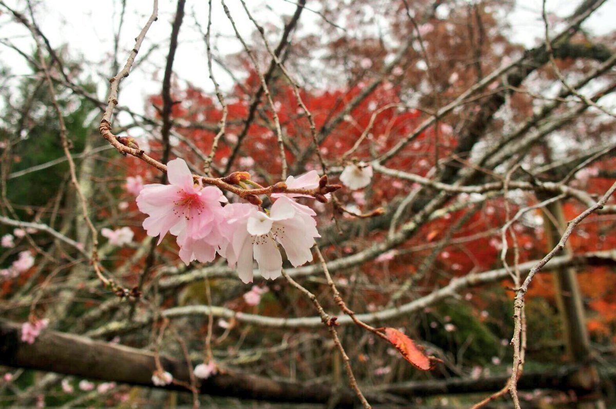 実光院・旧理覚院の不断桜と紅葉　見頃　2006年11月13日　撮影：MKタクシー