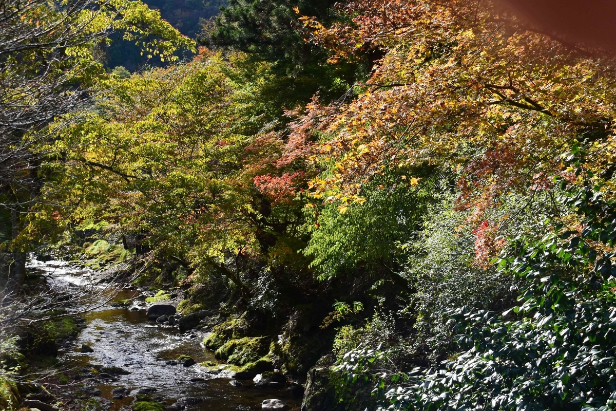 寺谷川の紅葉 見頃 11月10日 撮影:MKタクシー