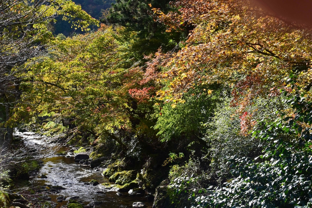 寺谷川の紅葉　見頃　11月10日　撮影：MKタクシー