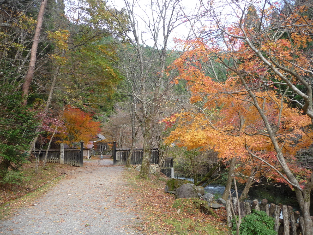 峯定寺の紅葉 散りはじめ 2009年11月15日 撮影:MKタクシー