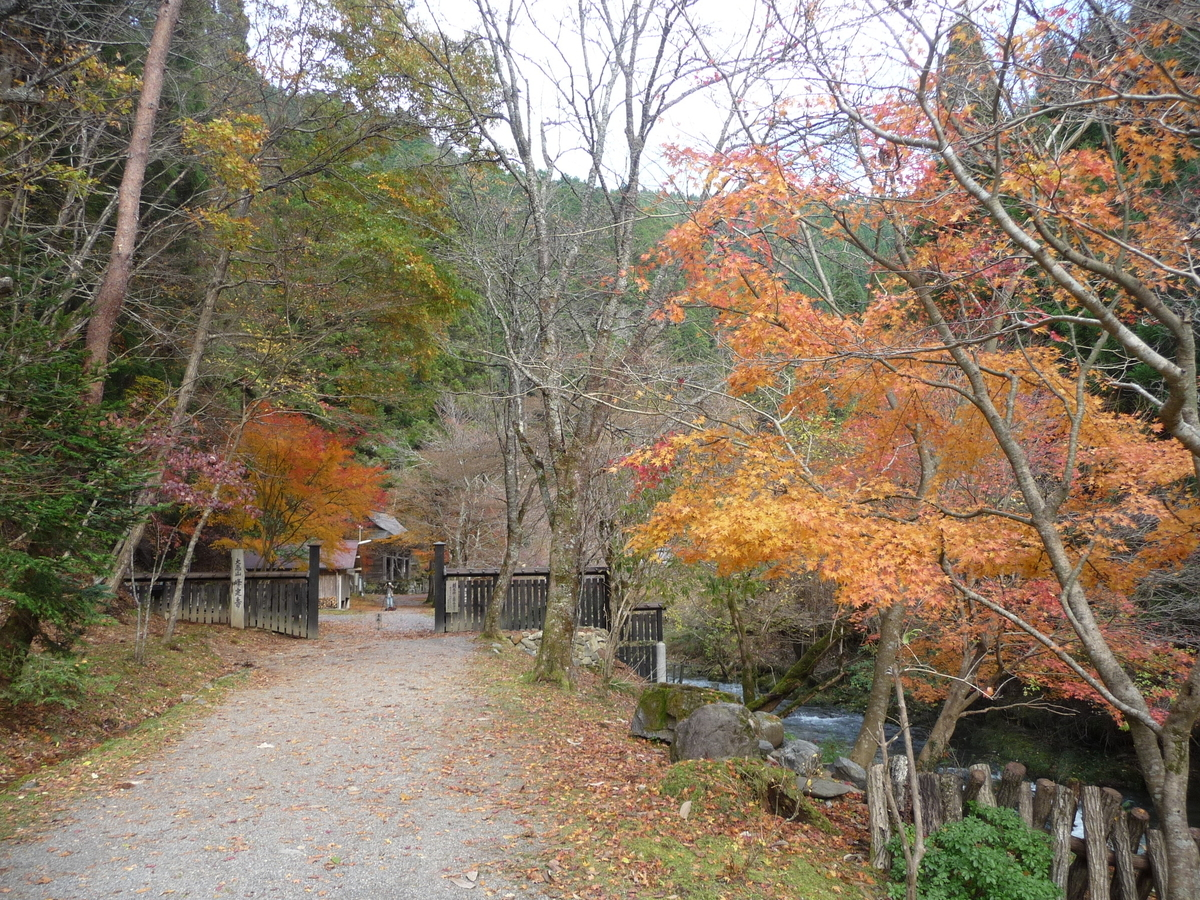 峯定寺の紅葉　散りはじめ　2009年11月15日　撮影：MKタクシー