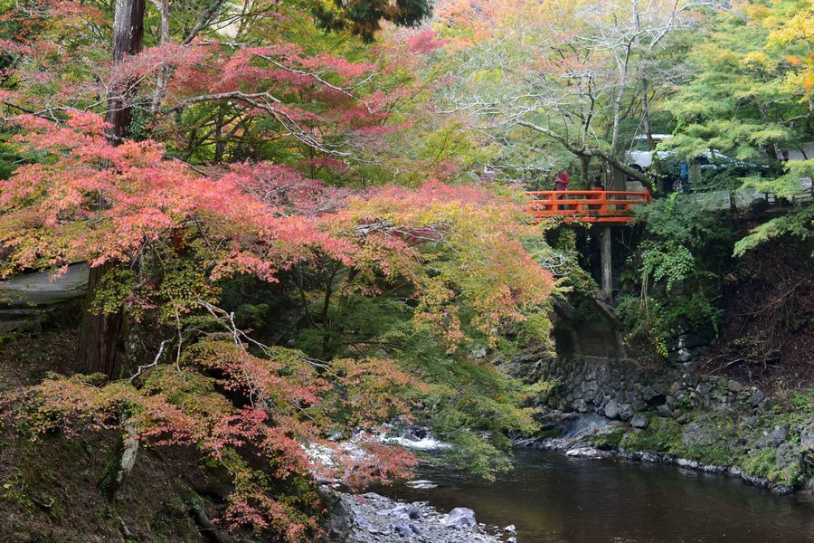 西明寺前の高雄橋の紅葉 色づきはじめ 2018年11月4日 撮影:MKタクシー