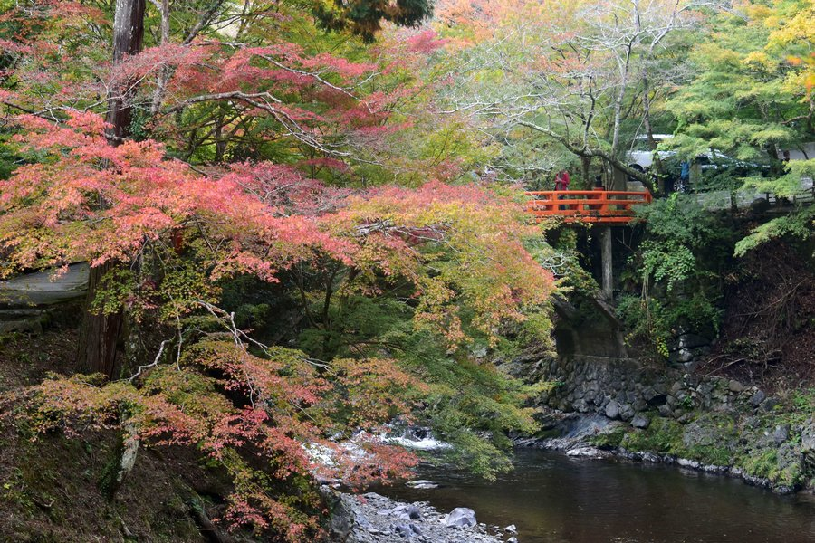 西明寺前の高雄橋の紅葉　色づきはじめ　2018年11月4日　撮影：MKタクシー