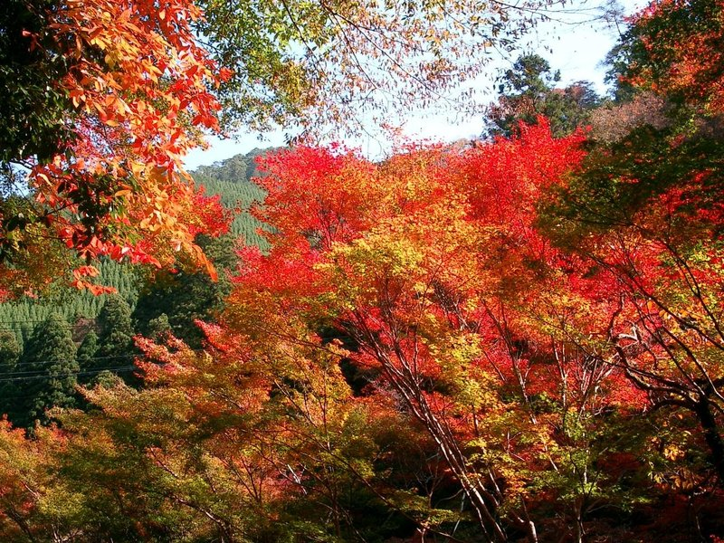 もみぢ橋の紅葉 見頃 2005年11月10日 撮影:MKタクシー