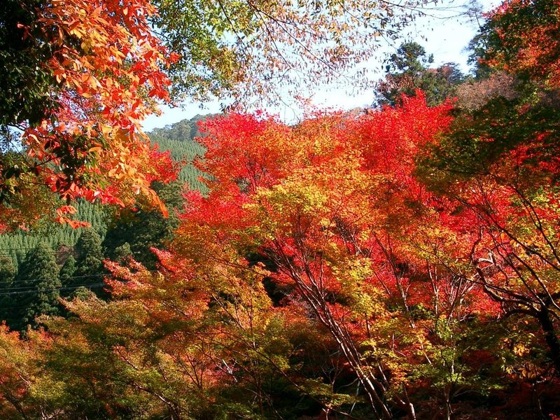 もみぢ橋の紅葉　見頃　2005年11月10日　撮影：MKタクシー