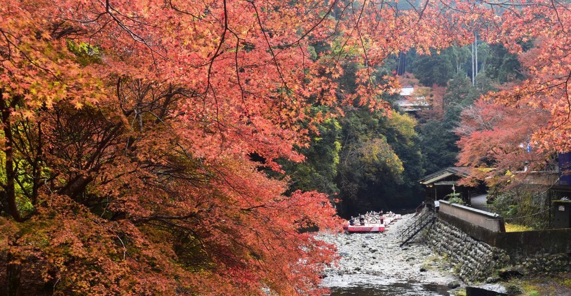 高雄の紅葉　散りはじめ　2019年11月24日　撮影：MKタクシー