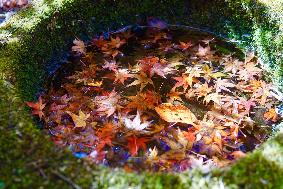 高雄の紅葉　見頃過ぎ　2019年11月20日　撮影：MKタクシー