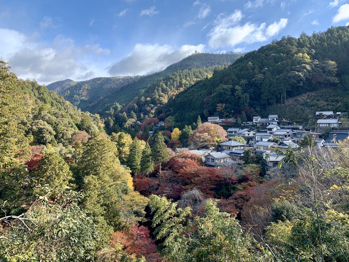 高雄の紅葉　見頃過ぎ　2019年11月20日　撮影：MKタクシー